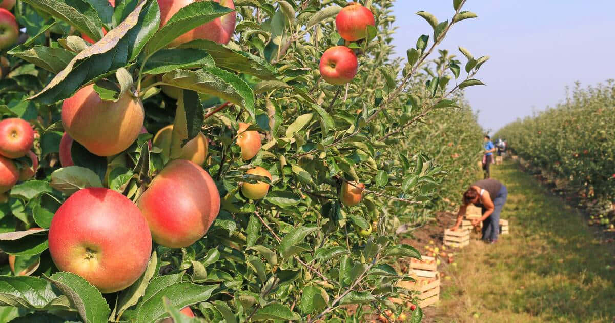 A Scenic View Of Freshly Picked Fall Apples Wallpaper