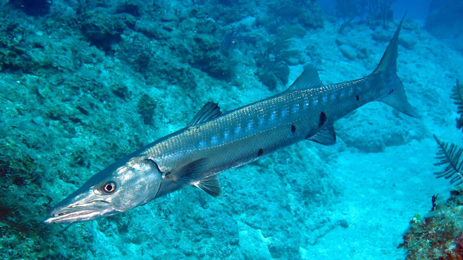 A School Of Barracudas In Deep Blue Ocean Wallpaper