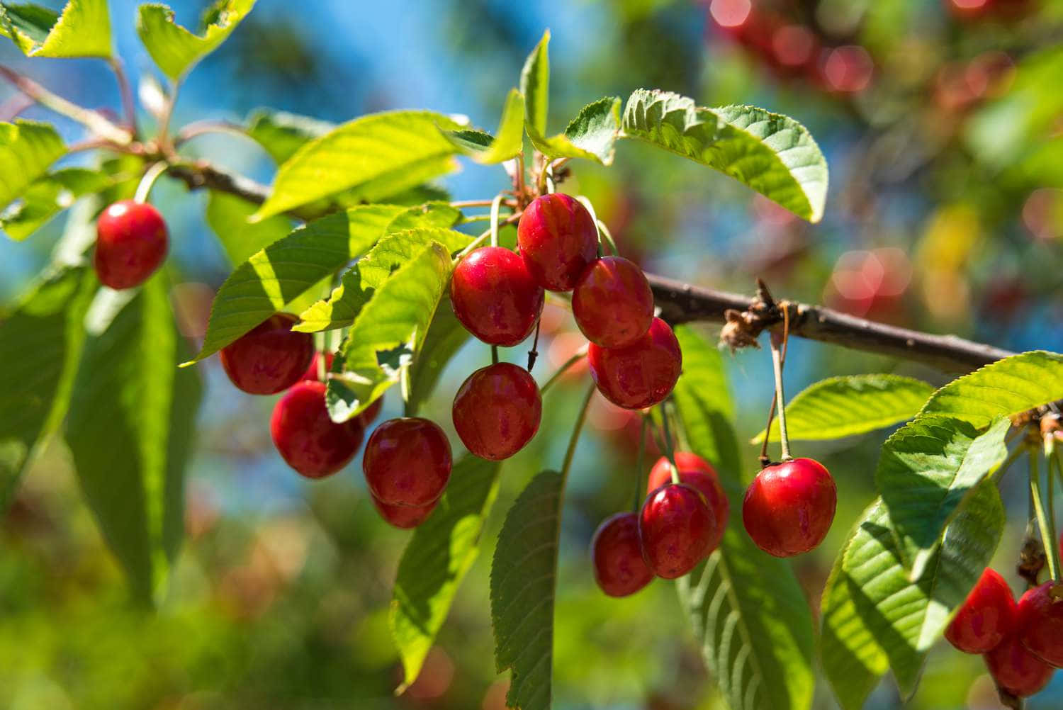 A Scrumptious Bunch Of Fresh Red Cherries Wallpaper