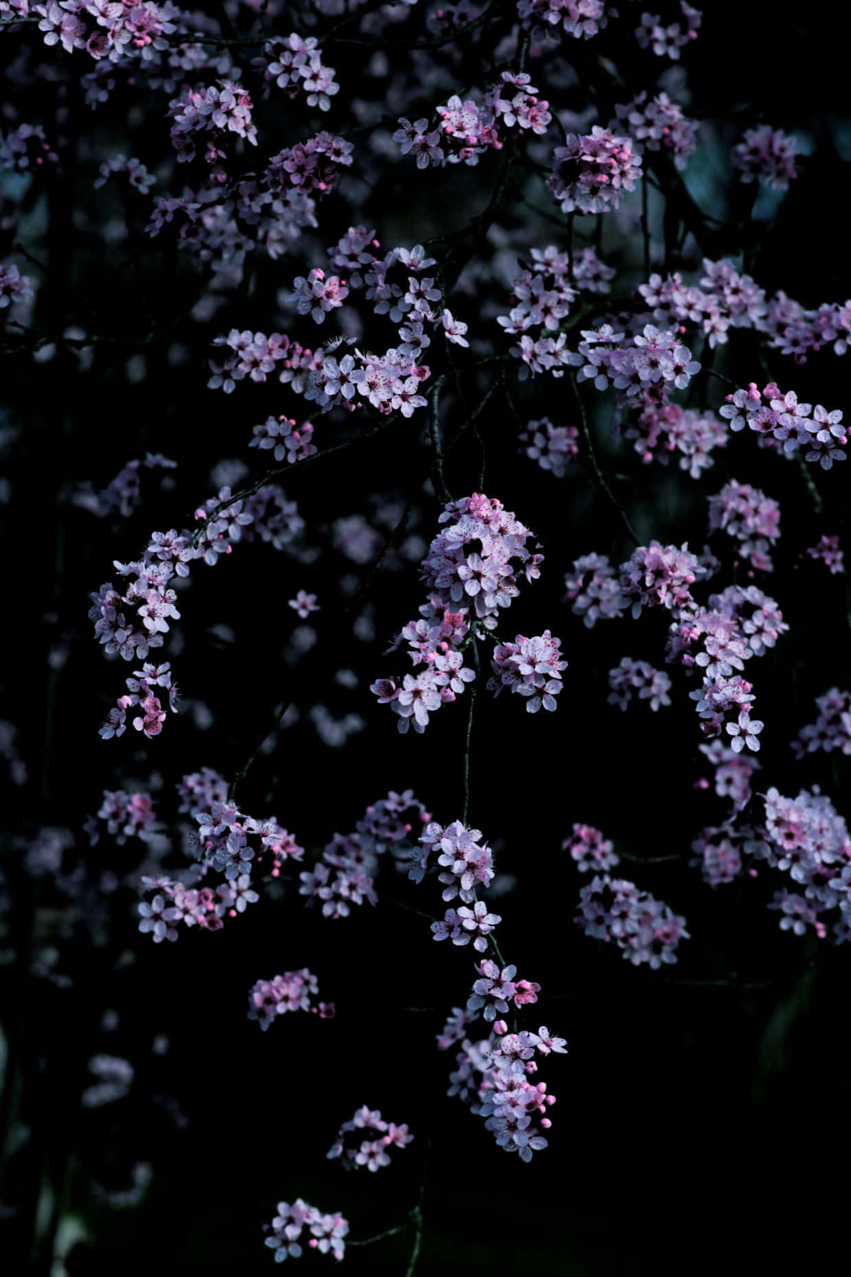 A Sea Of Dark Cherry Blossom Trees Against A Starlit Sky. Wallpaper