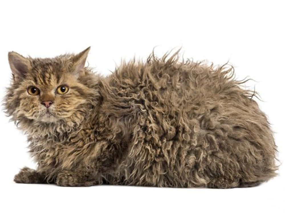 A Selkirk Rex Cat Relaxing On A Cozy Blanket Wallpaper