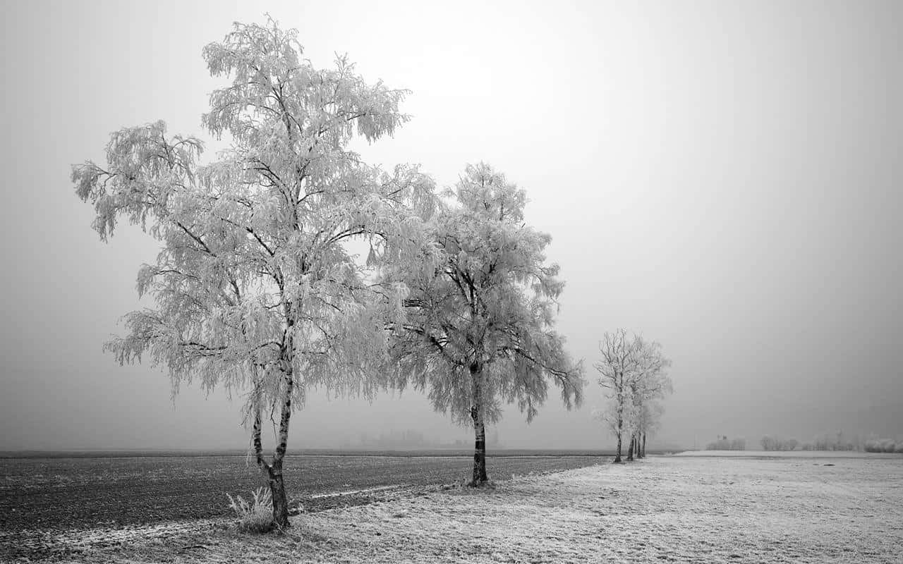 A Serene Black And White Forest Scene Wallpaper