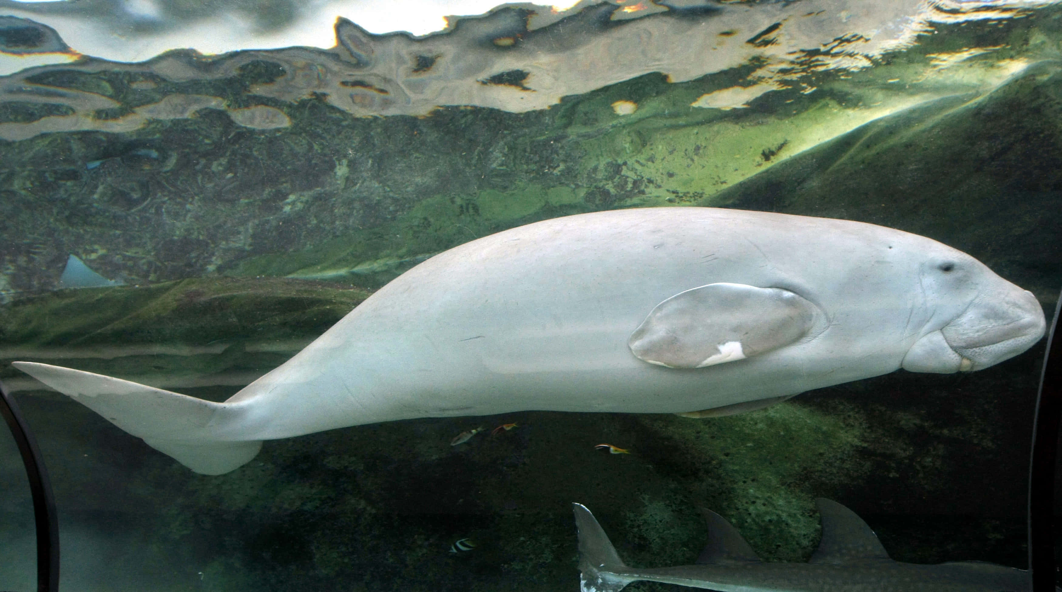 A Serene Dugong Amidst The Aquatic Tranquility Wallpaper