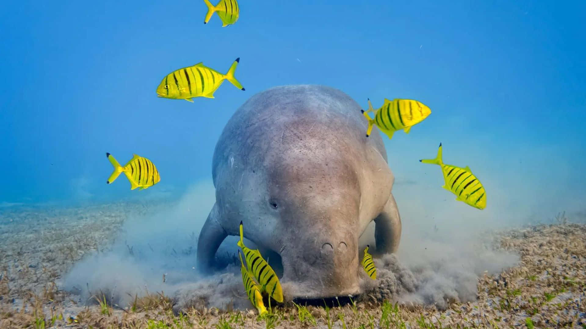 A Serene Dugong Swimming Under Tranquil Turquoise Waters. Wallpaper