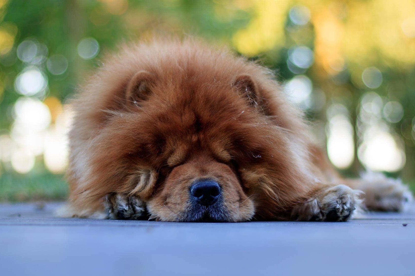 A Serene Snap Of A Relaxed Dog Enjoying A Peaceful Afternoon Outdoor Wallpaper