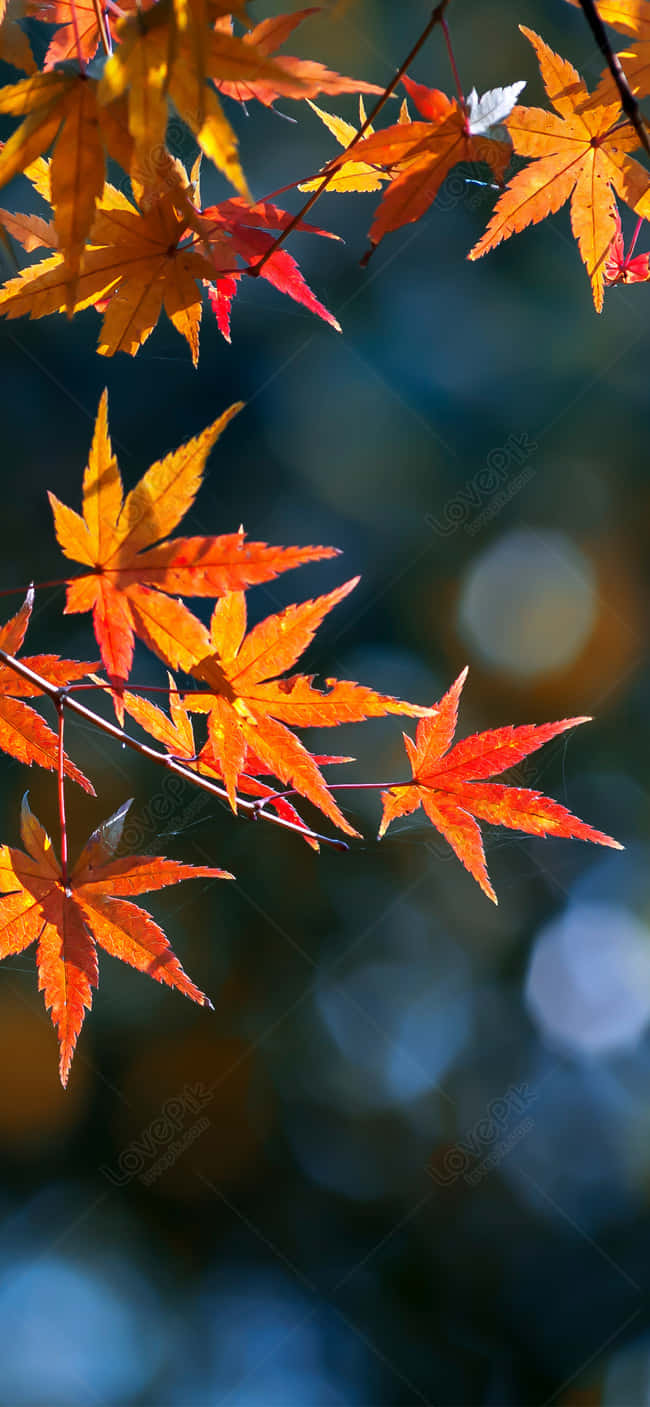 A Single Leaf Changes To Its Autumn Colors As The Season Progresses. Wallpaper