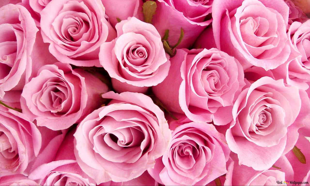 A Single Pink Rose Wallpaper