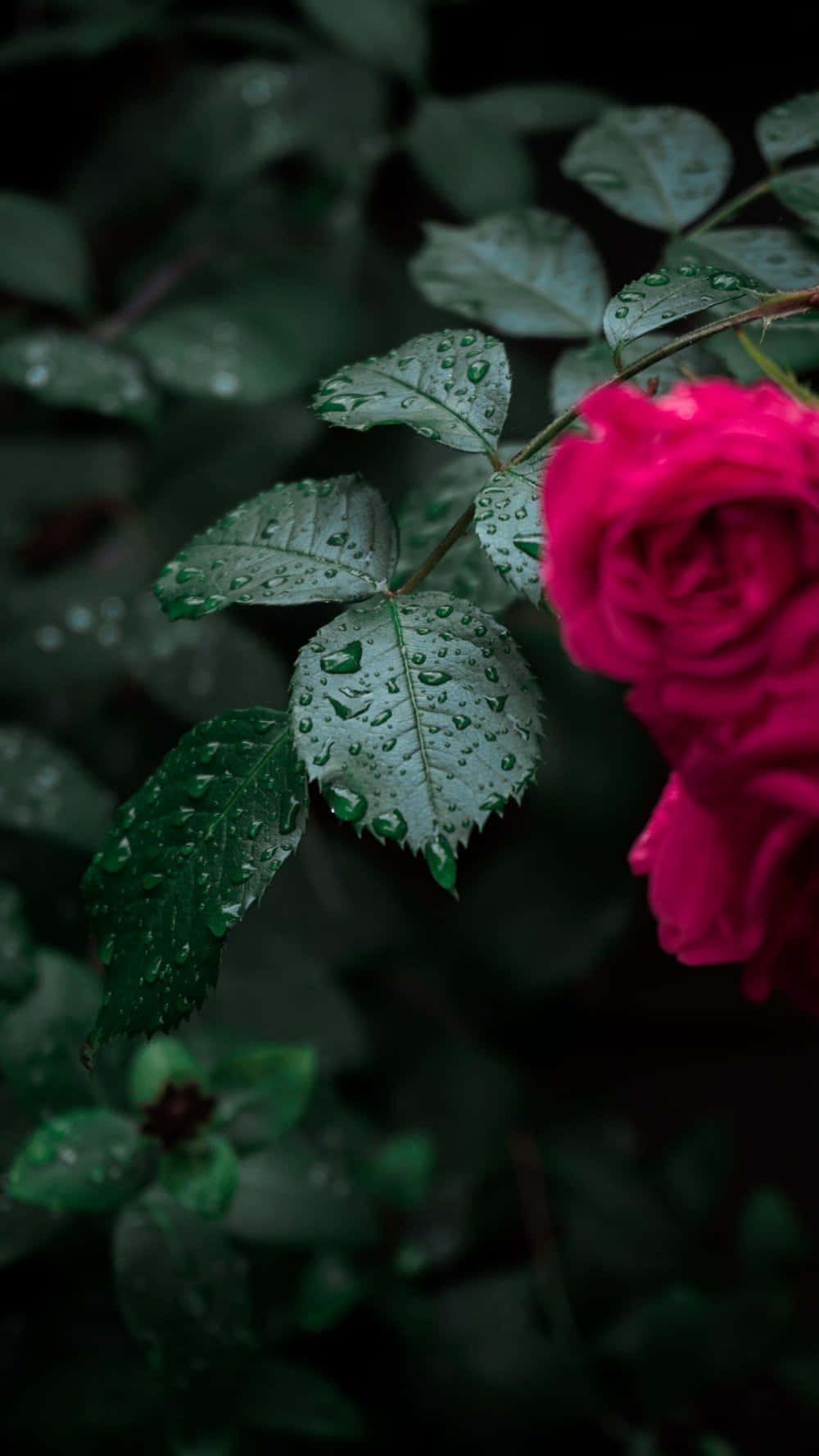 A Single Red Rose Draped In Raindrops Wallpaper