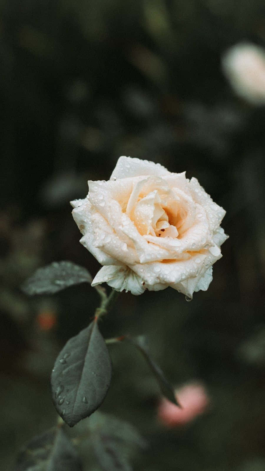 A Single White Rose With A Vintage Iphone Wallpaper