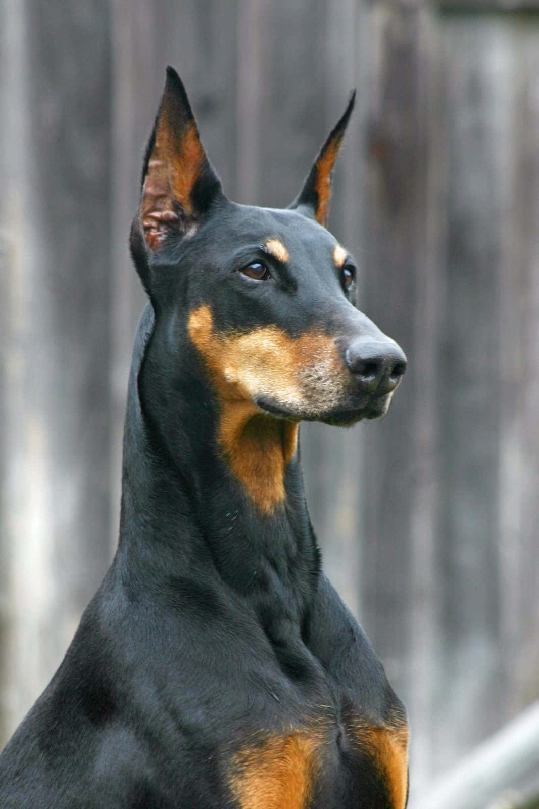 A Sleek, Powerful And Loyal Companion, The Doberman Wallpaper