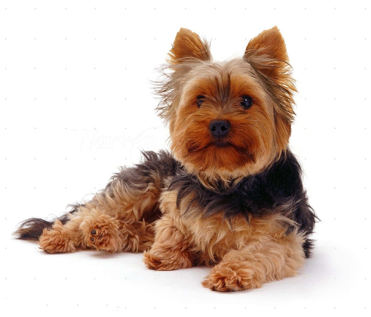 A Small, Cute Teacup Yorkie Pup Looking With Wide Eyes Wallpaper