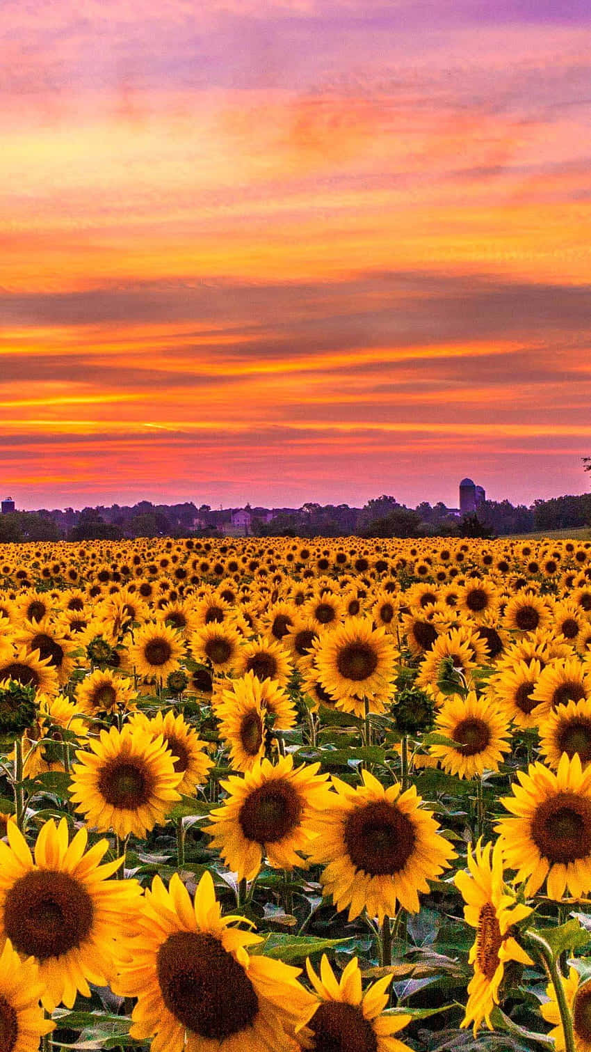 A Smart Sunflower Phone For The Brightest Of Minds Wallpaper