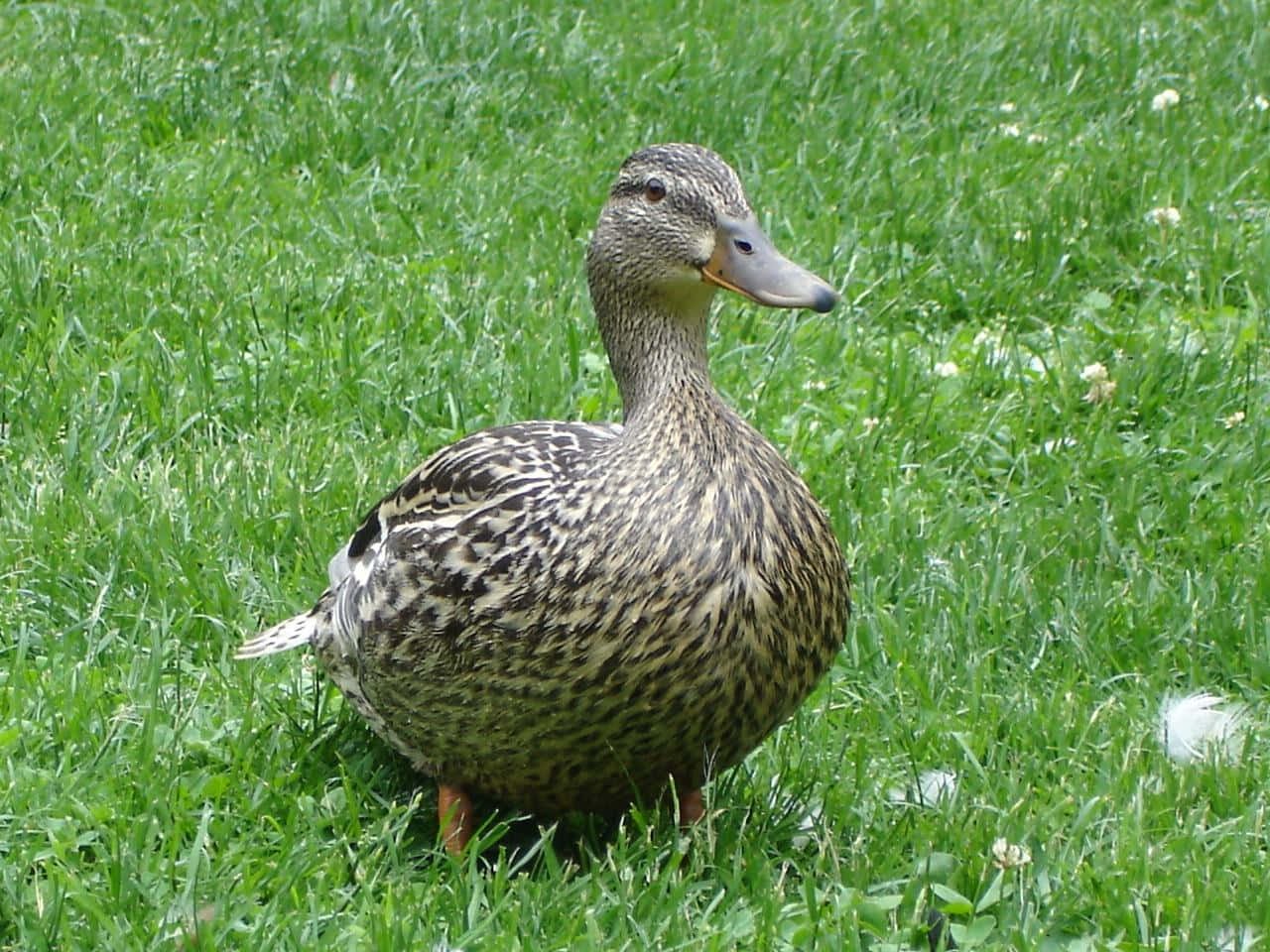 A Smiling Yellow Duck With Bright, Orange Feet Wallpaper