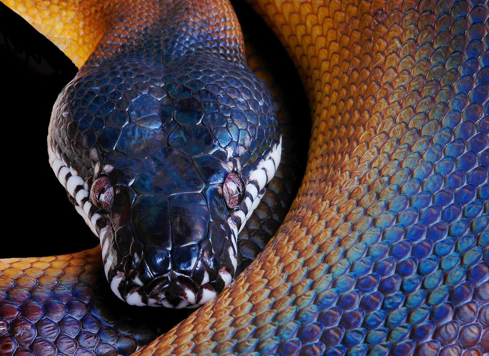 A Snake With A Colorful Body And Head Wallpaper