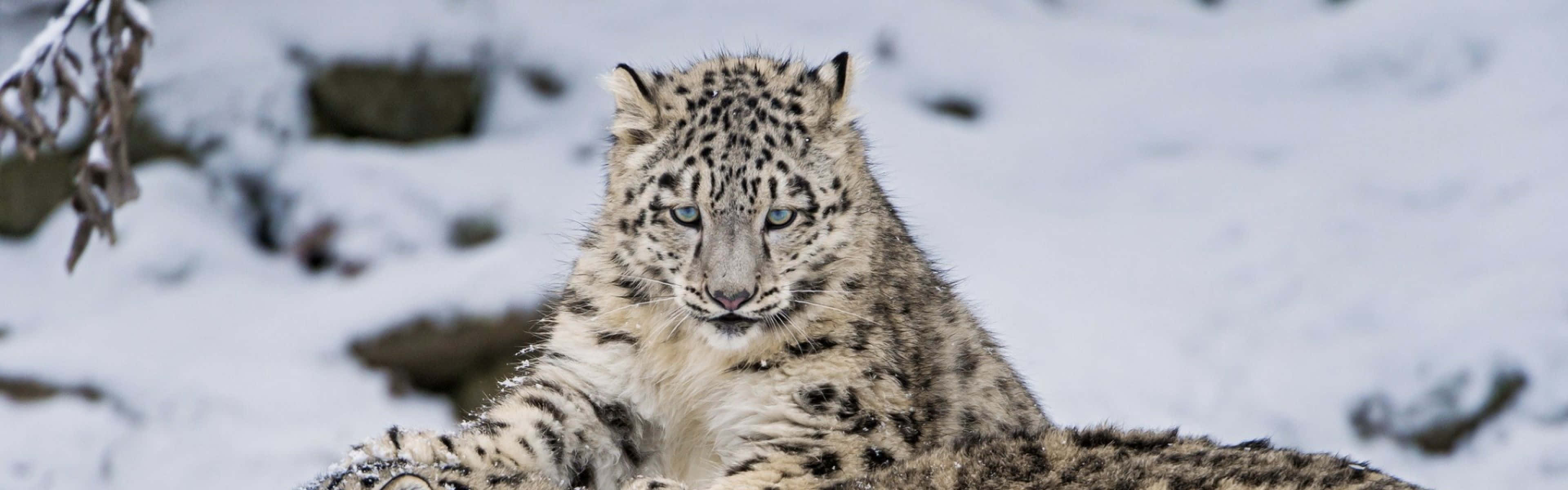 A Snow Leopard Basking In The Sun Wallpaper