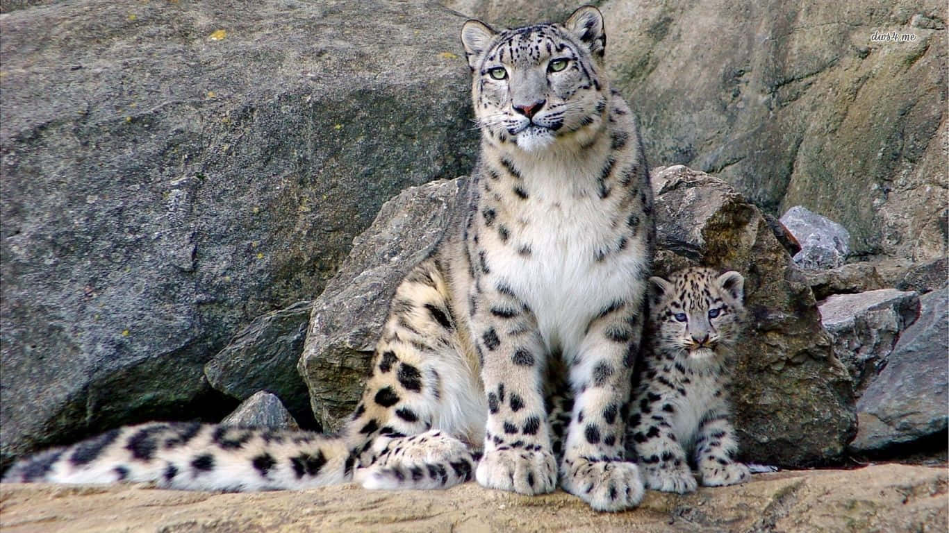 A Snow Leopard Relaxing In The Snow Wallpaper