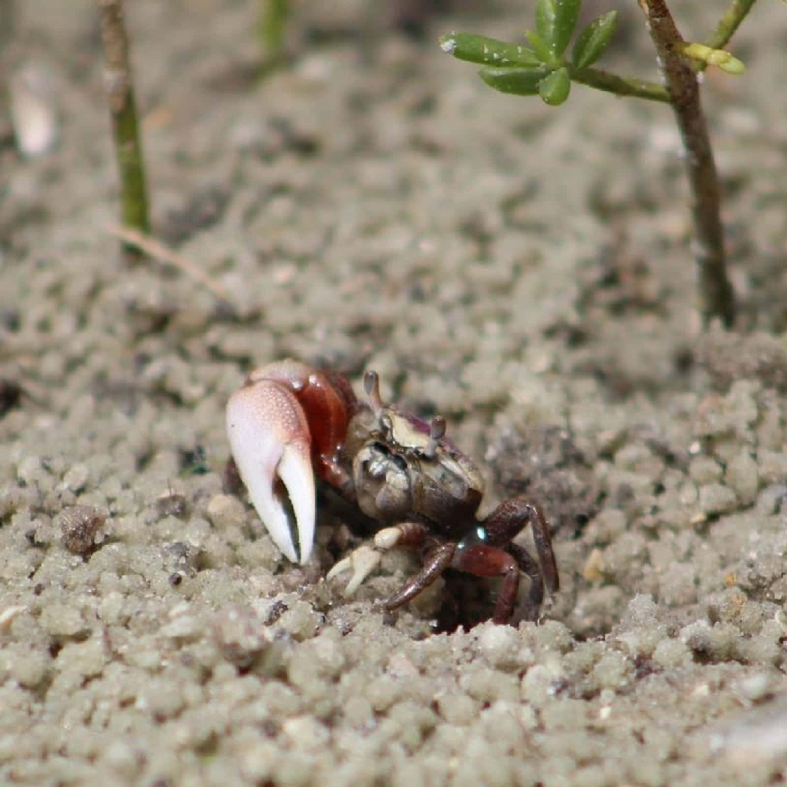 A Solitary Fiddler Crab Exploring A Sandy Beach. Wallpaper