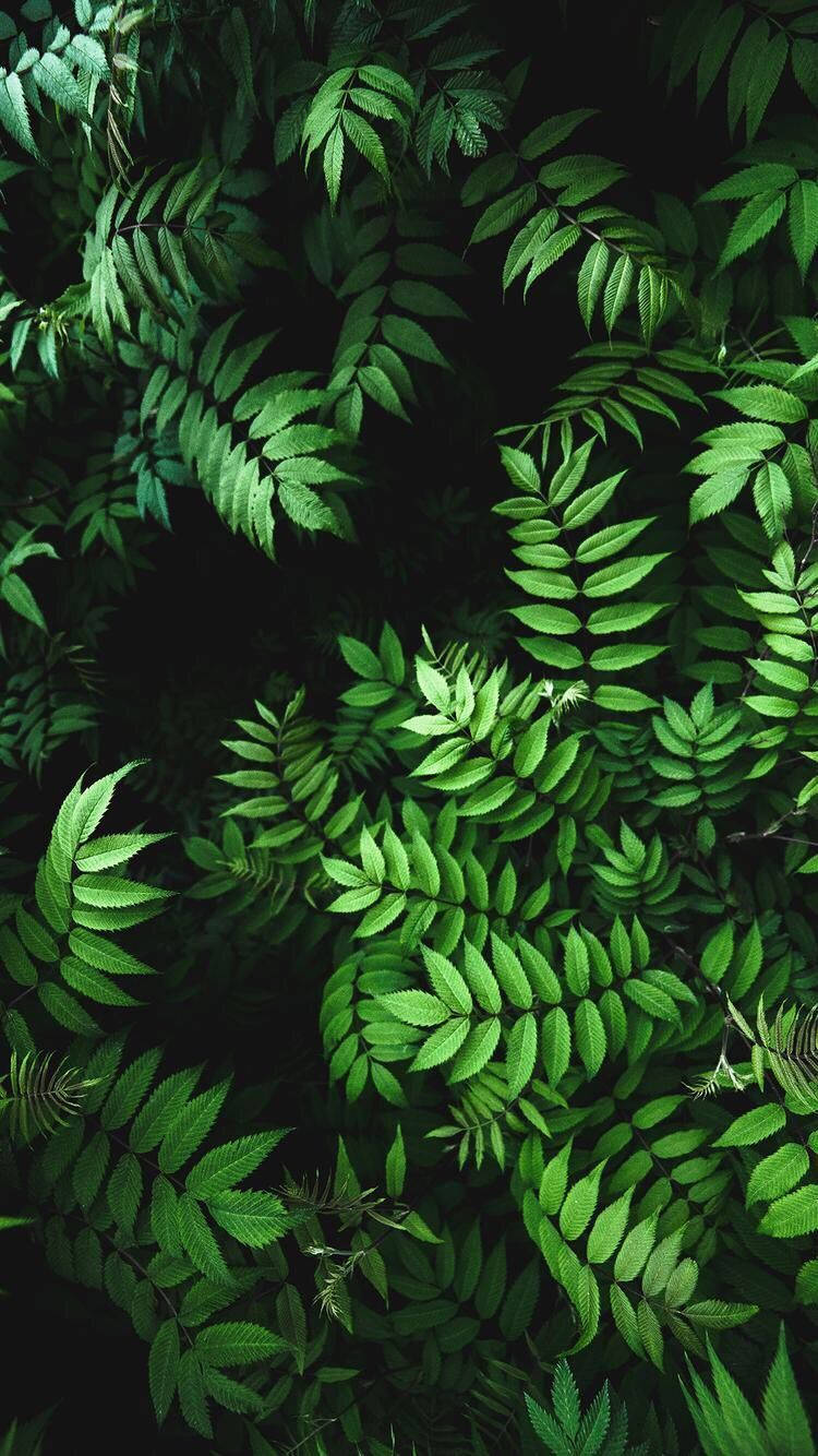 A Solitary Ruscus Leaf In The Shadows Wallpaper