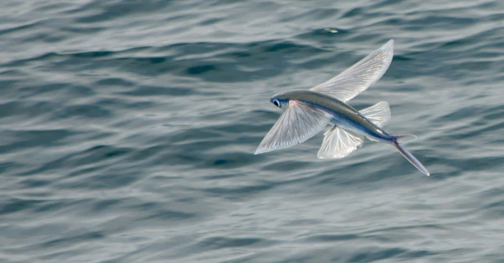 A Spectacular Flying Fish Soaring Over The Ocean Wallpaper