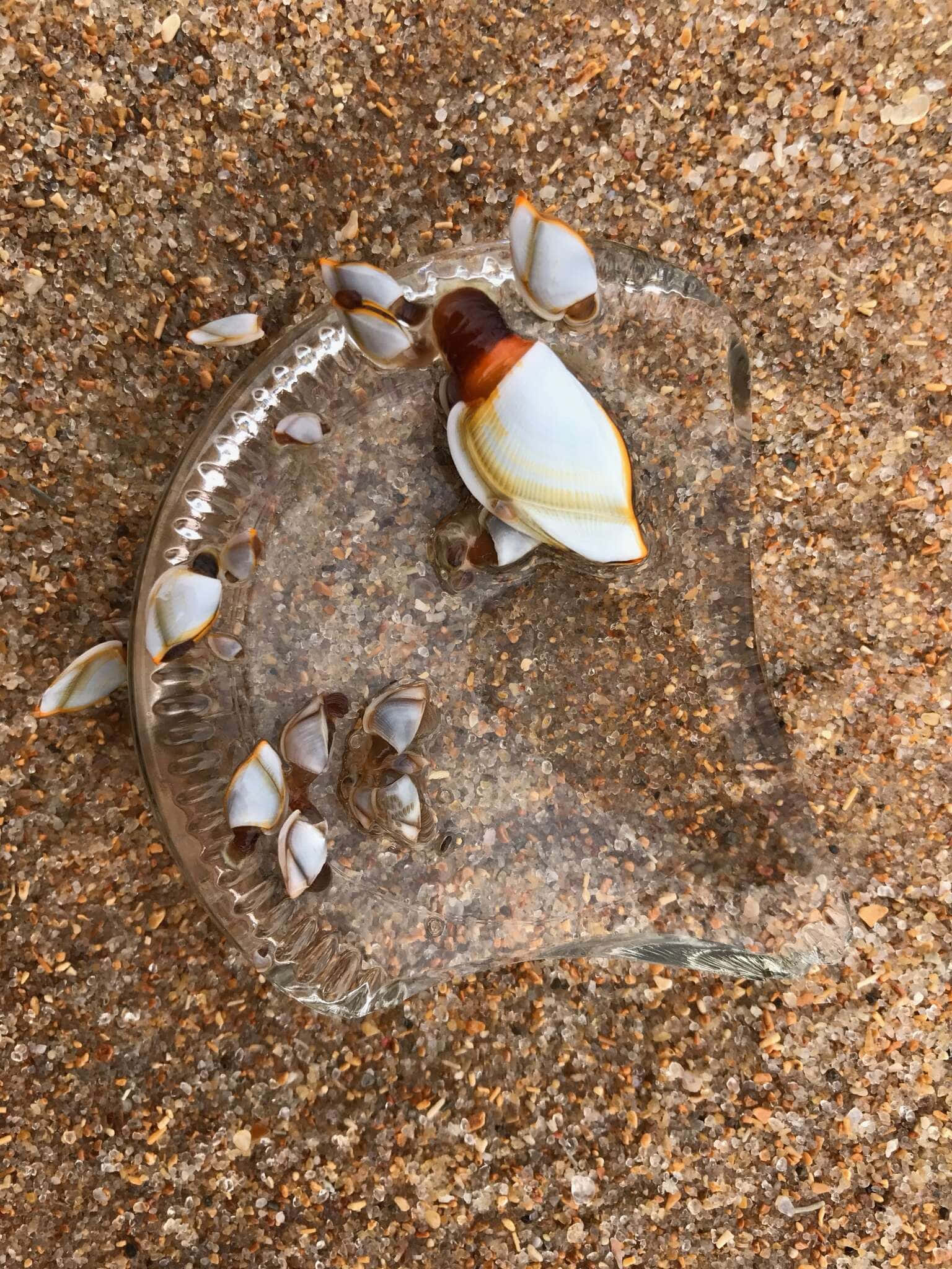 A Spectacular Ocean View Barnacle Seashore Wallpaper