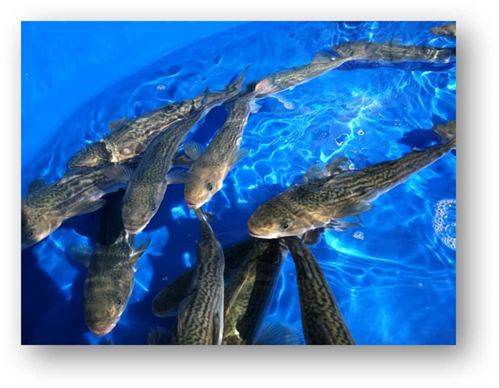 A Spectacular Sight Of A Sablefish Swimming In The Deep Blue Ocean Wallpaper