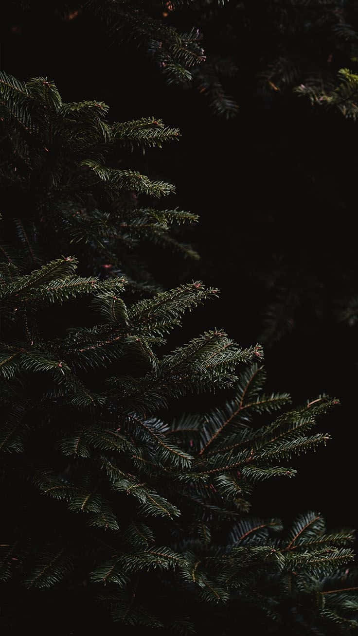 A Spooky Dark Christmas Scene Wallpaper