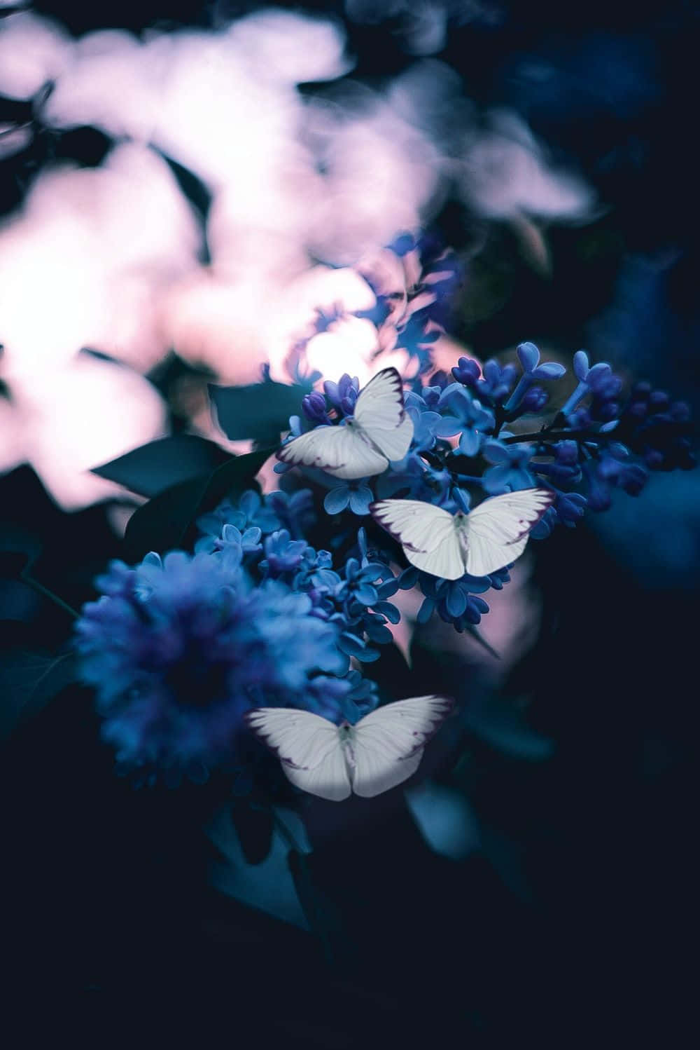 A Spotted Red Butterfly On A Pale Pink Flower Wallpaper