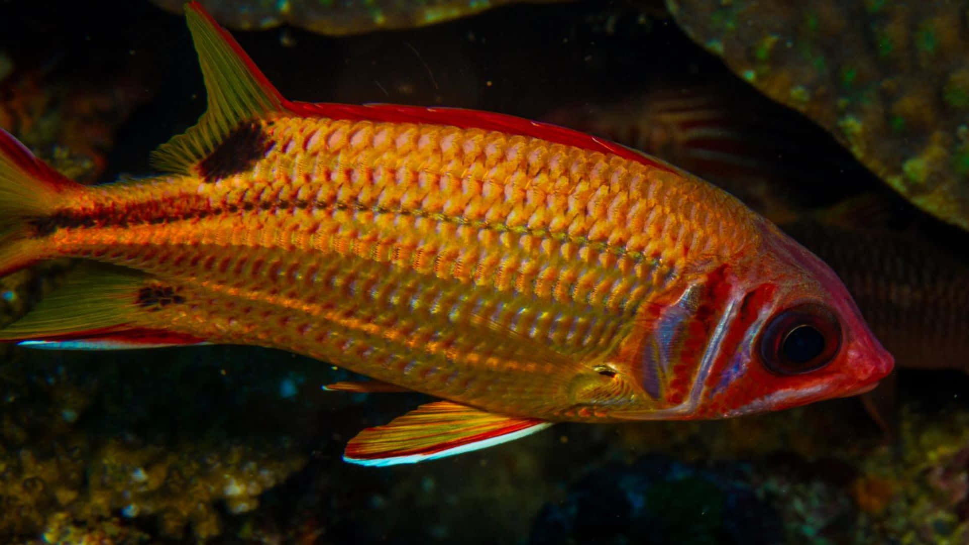 A Squirrelfish Swimming Underwater Wallpaper