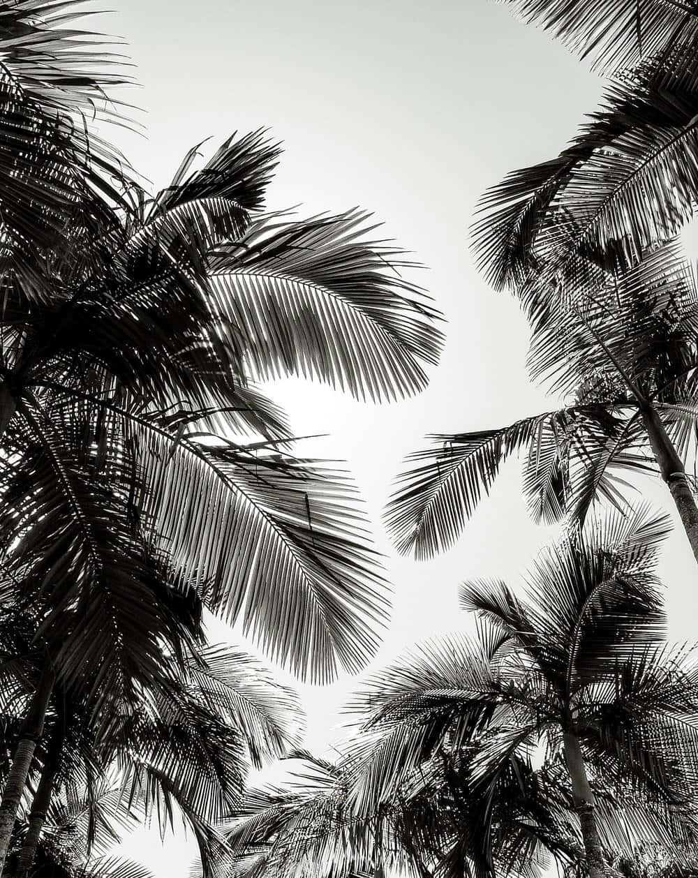 A Starkly Contrasting Black And White Palm Tree Against A Sandy Shoreline. Wallpaper