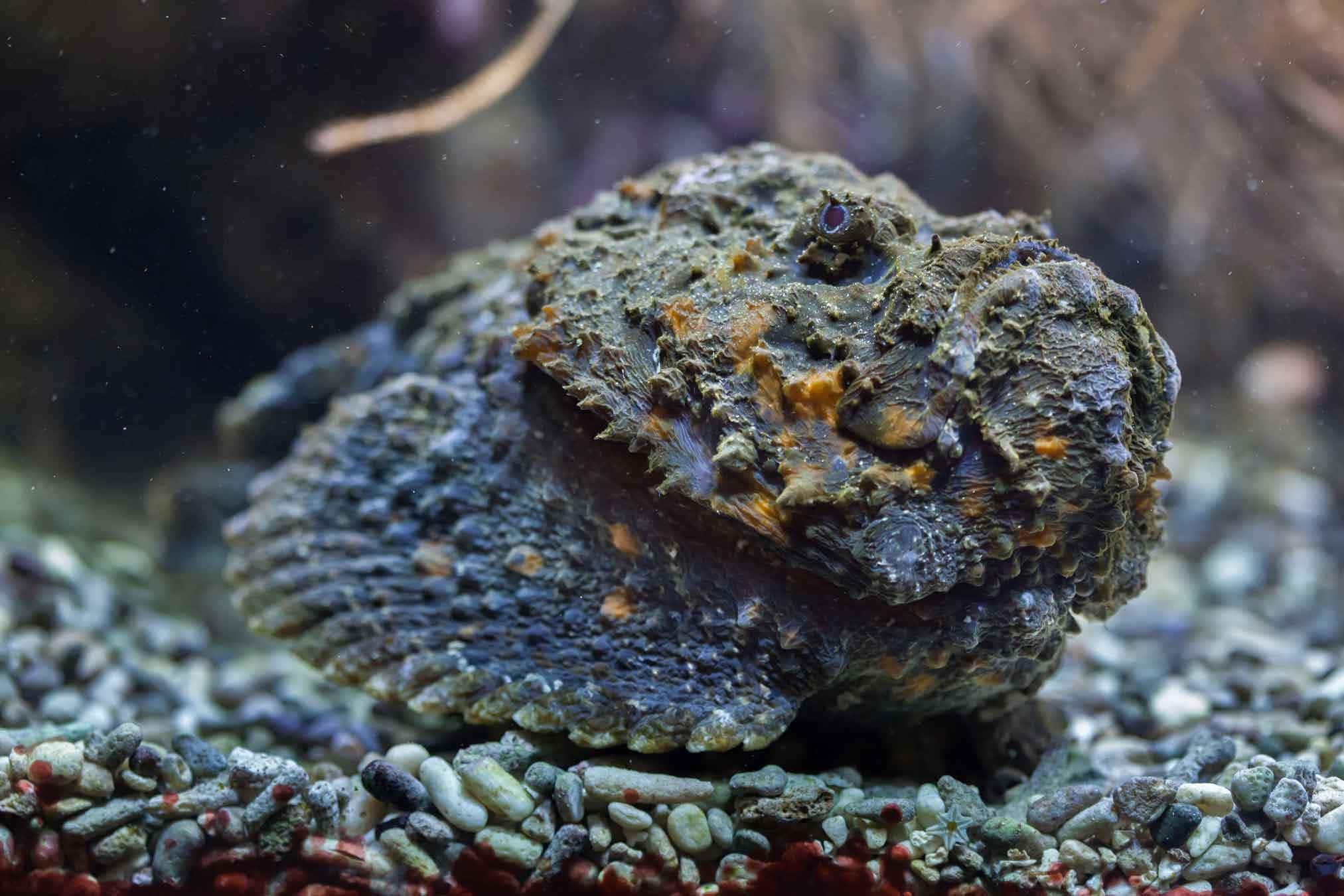 A Stonefish Camouflaged In A Coral Reef Wallpaper