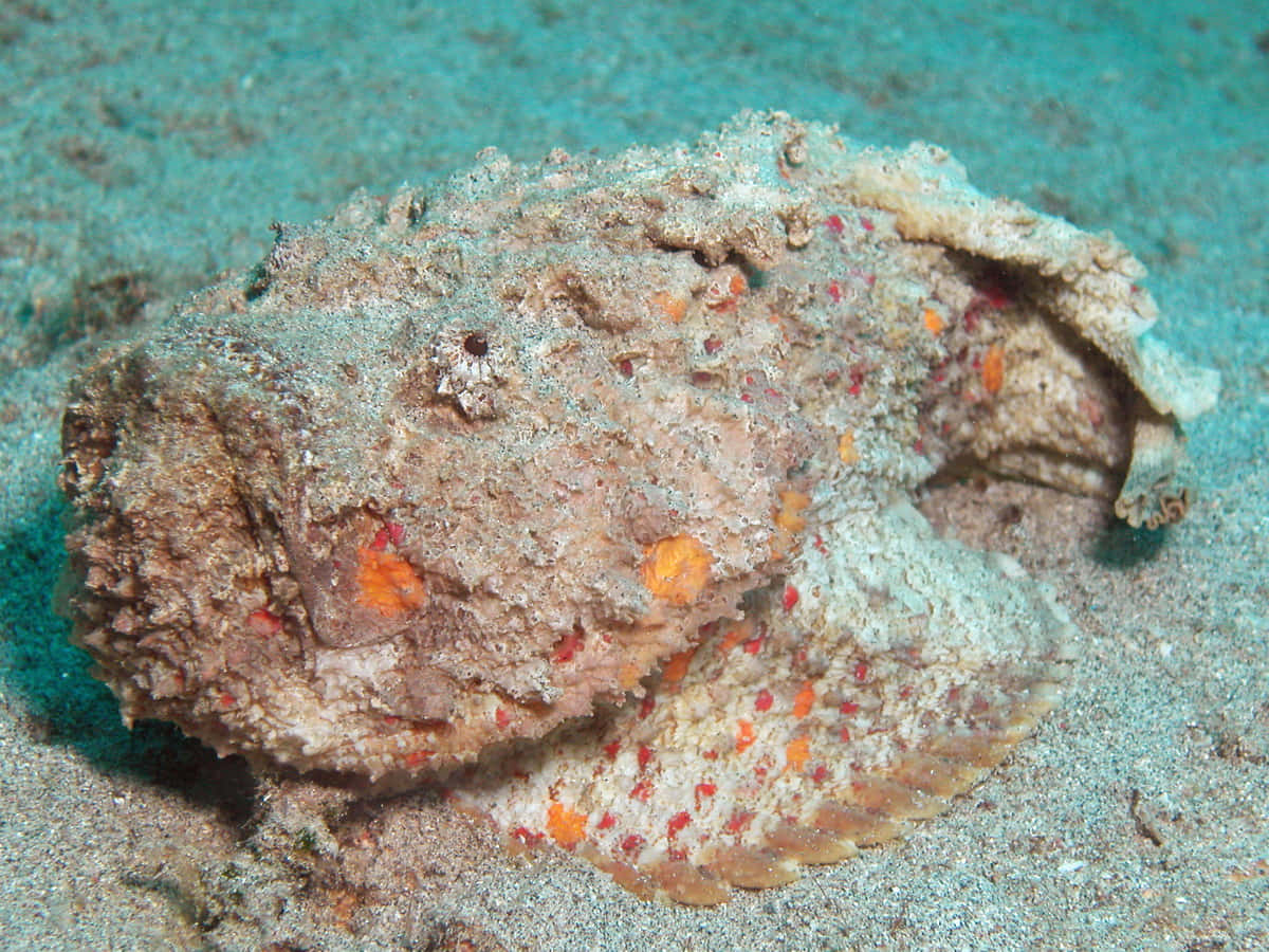 A Stonefish Camouflaged On Ocean Floor Wallpaper