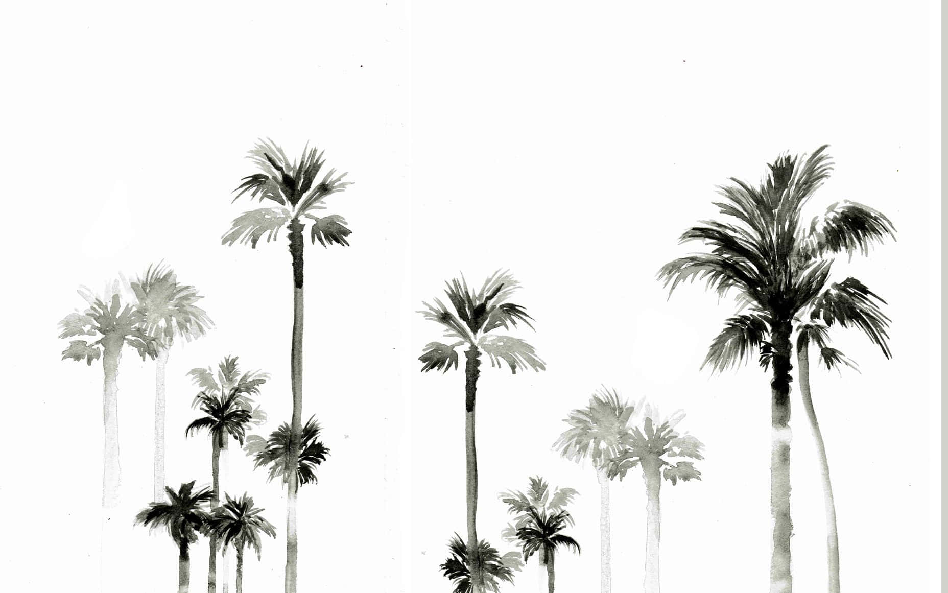 A Striking Contrast Of Black And White Colors, This Palm Tree Stands Tall With An Alluring Grace. Wallpaper