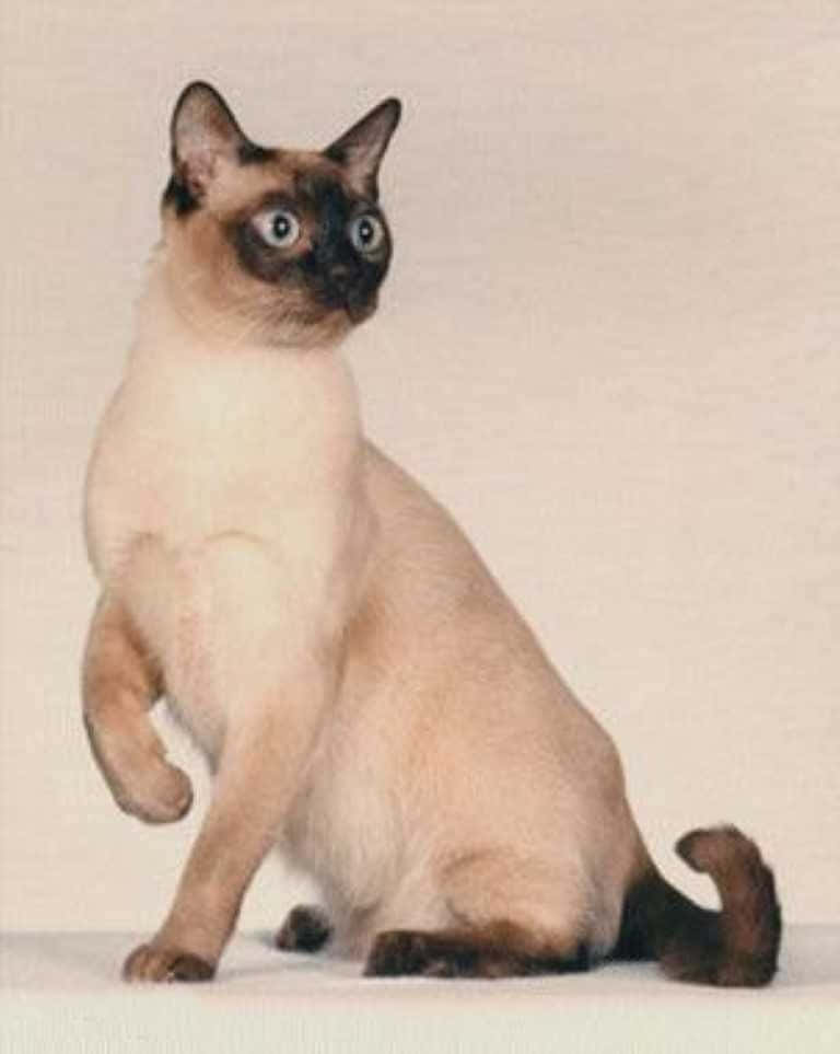 A Striking Tonkinese Cat With Mesmerizing Blue Eyes Wallpaper