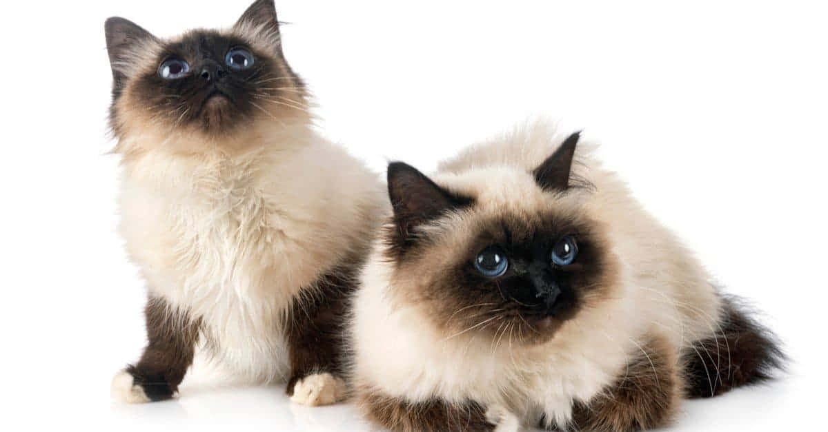 A Stunning Birman Cat Relaxing On A Wooden Floor Wallpaper