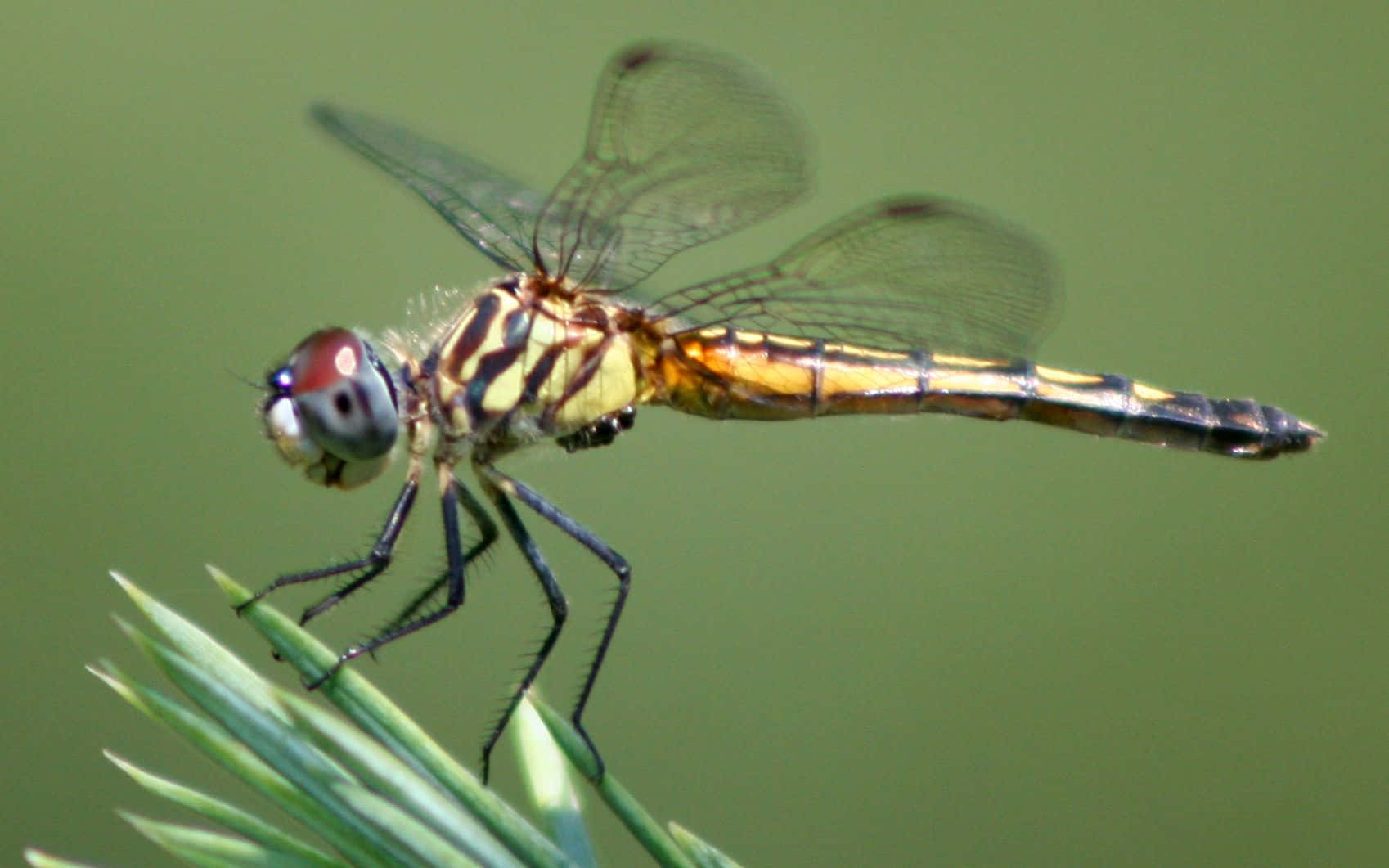 A Stunning Blue Dragonfly Pauses On A Blade Of Grass Wallpaper