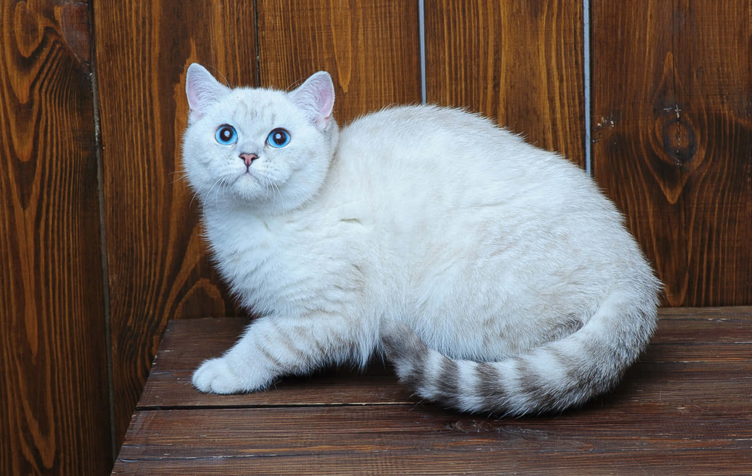 A Stunning Brazilian Shorthair Cat With Bright Yellow Eyes Relaxing On A Windowsill Wallpaper