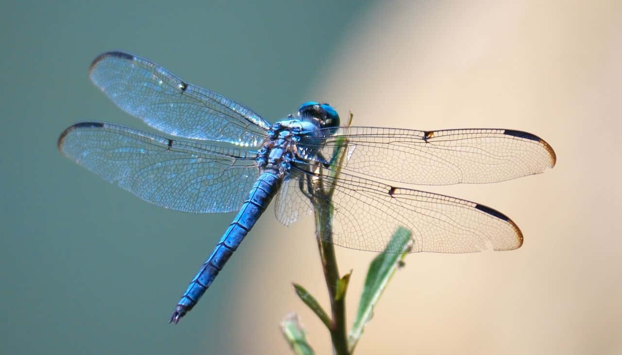 A Stunning, Brightly Colored Blue Dragonfly Perched On A Leaf. Wallpaper