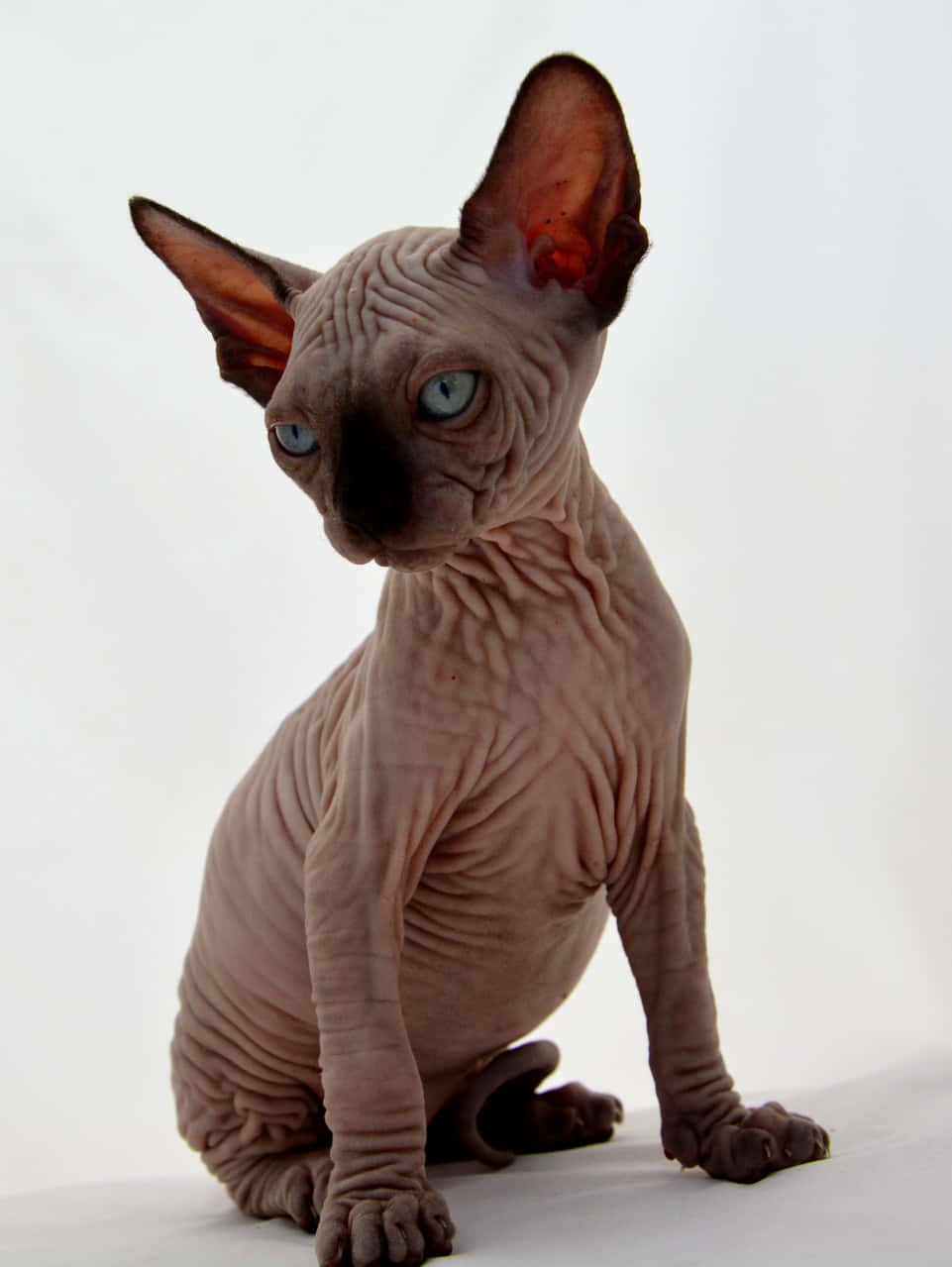 A Stunning Canadian Sphynx Cat With Captivating Eyes Wallpaper