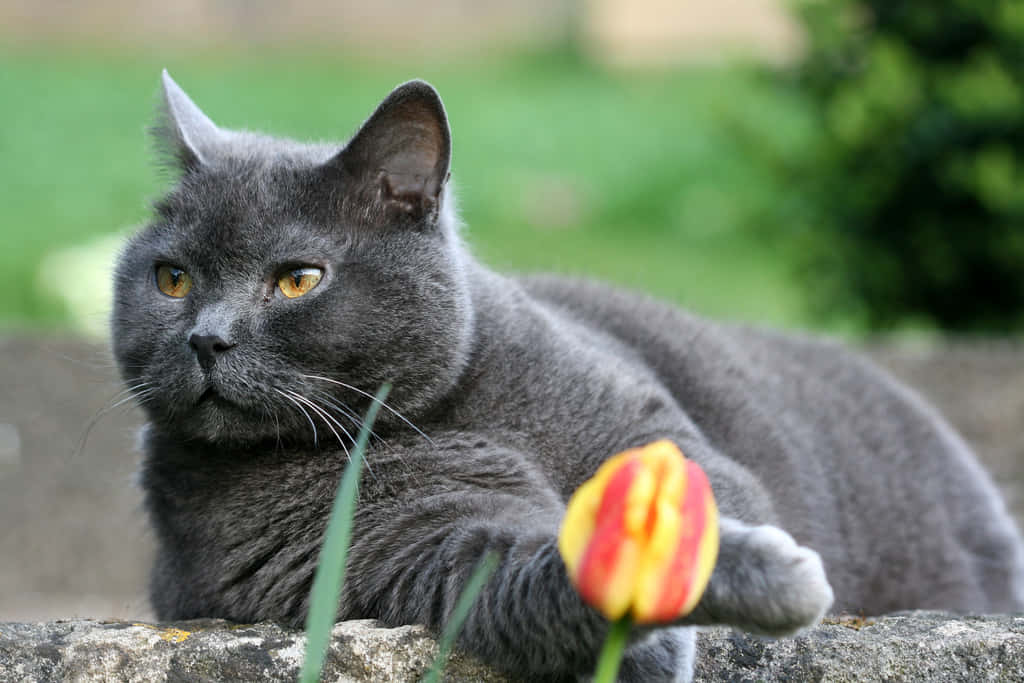 A Stunning Chartreux Cat Lounging At Home Wallpaper