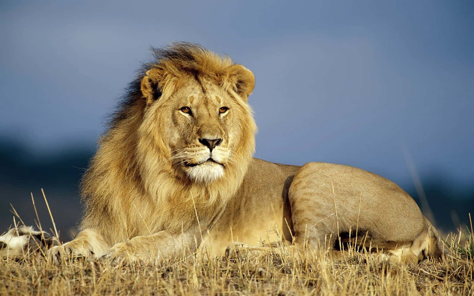 A Stunning Close-up Of A Majestic Lion In Nature Wallpaper