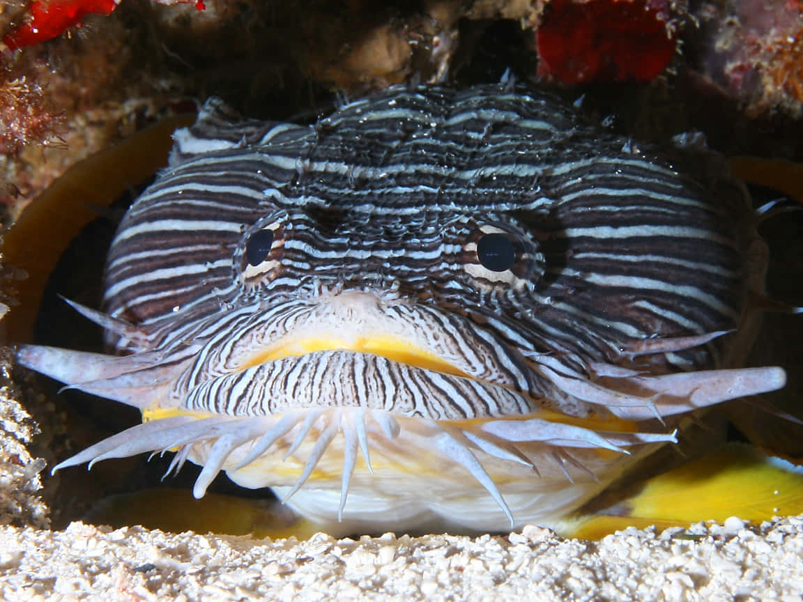 A Stunning Close-up View Of A Toadfish Wallpaper