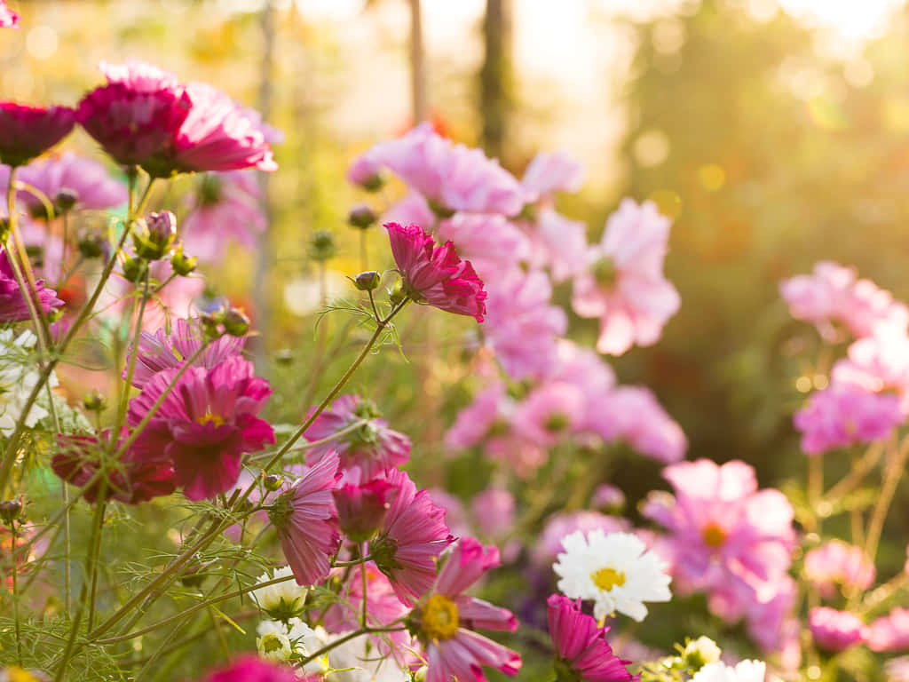 A Stunning Display Of Fall Flowers In A Rustic Garden Wallpaper