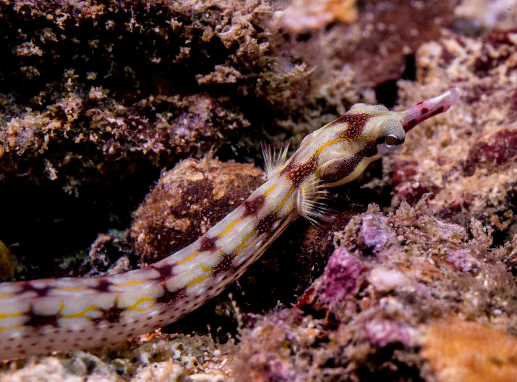 A Stunning Display Of Pipefish In Their Natural Habitat Wallpaper