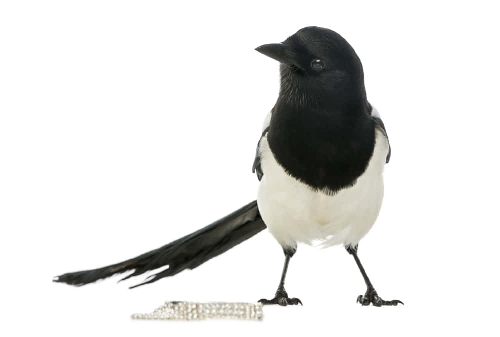 A Stunning Encounter Between Magpies And Crows In A Natural Setting Wallpaper