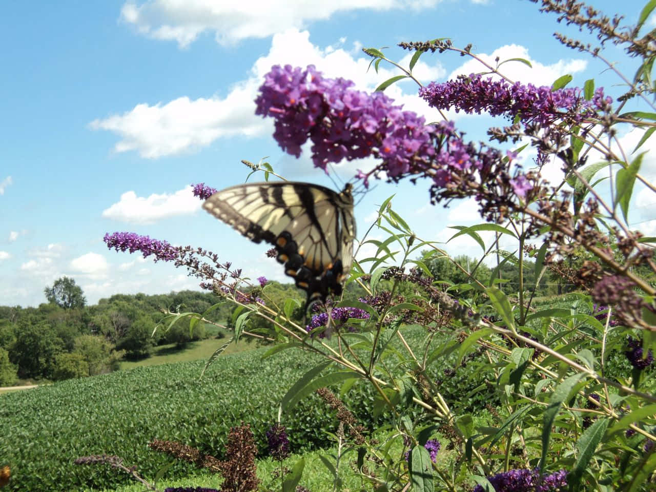 A Stunning Golden Butterfly Bush Wallpaper