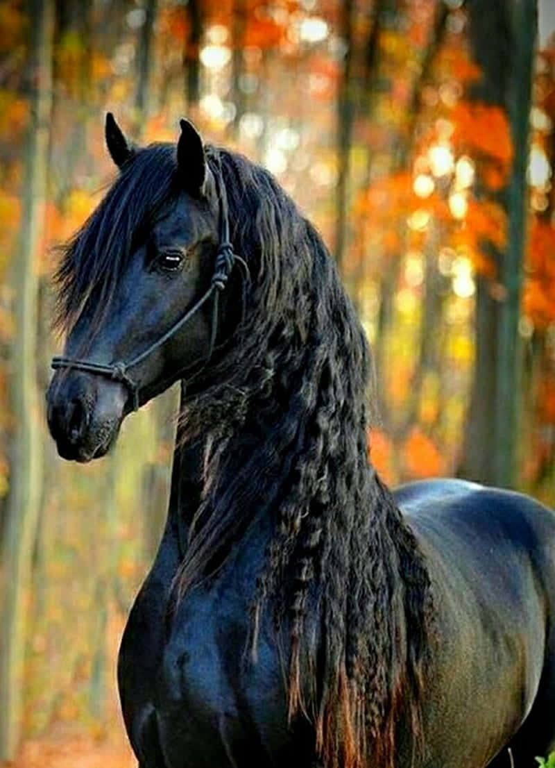 A Stunning Horse Against The Golden Sun Wallpaper