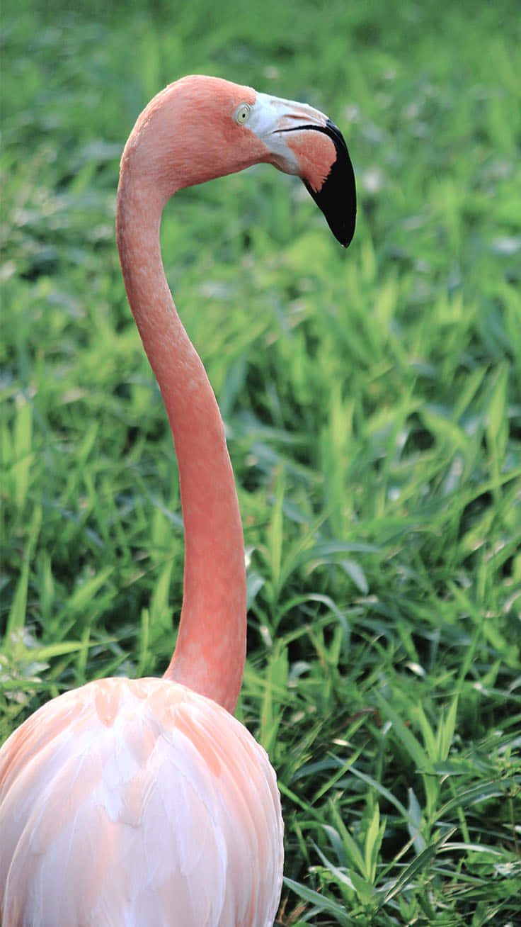 A Stunning Iphone Image Of Vibrant Pink Flamingo Wallpaper