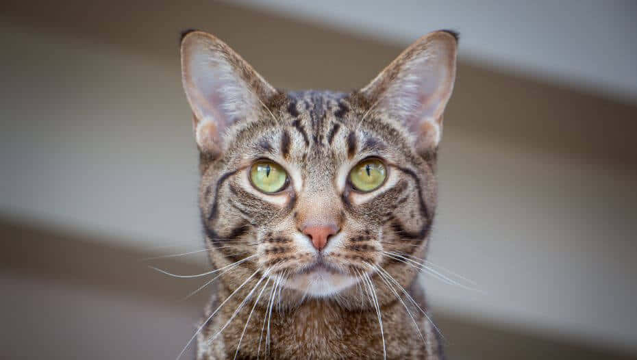 A Stunning Ocicat Resting On A Wooden Floor Wallpaper