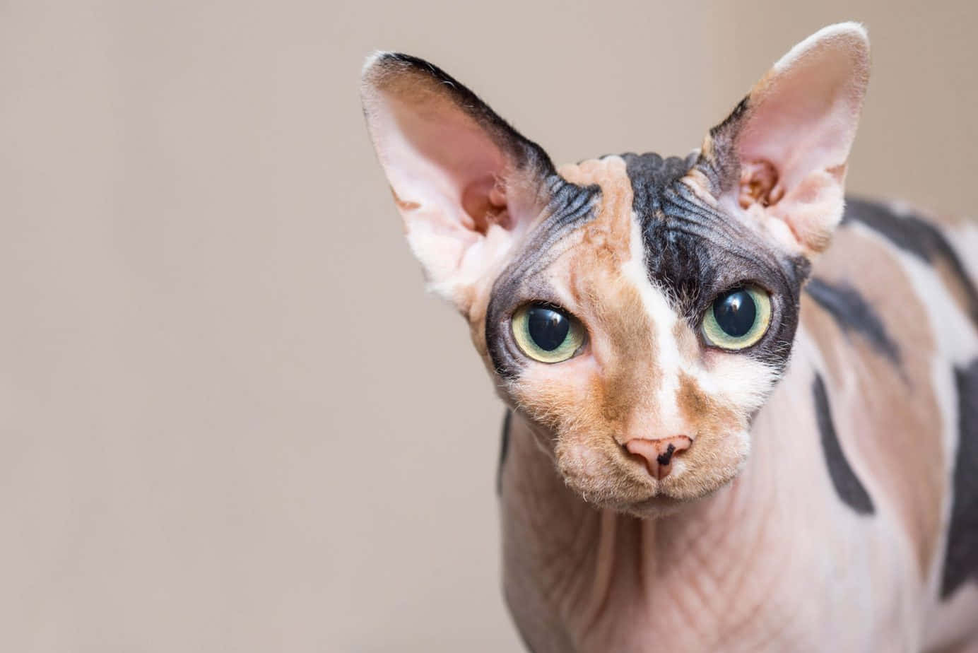 A Stunning Portrait Of A Canadian Sphynx Cat Wallpaper