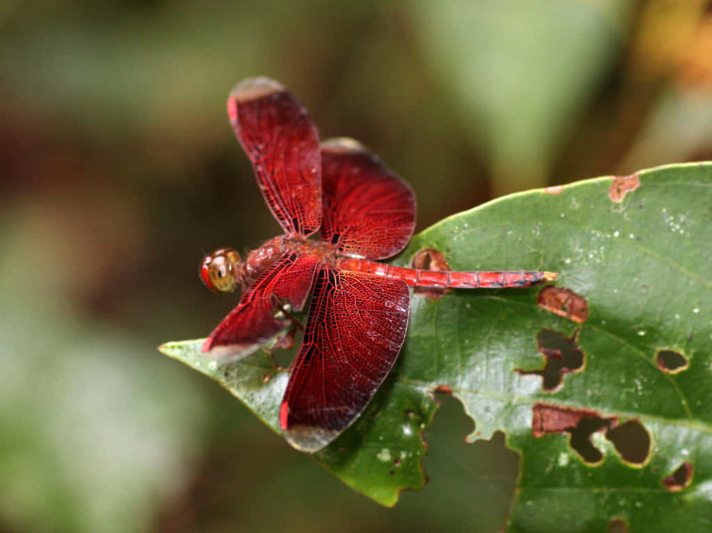 A Stunning Red Dragonfly Perched Gracefully On A Vibrant Green Leaf. Wallpaper